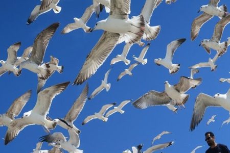 آغاز سرشماری پرندگان دریاچه ارومیه