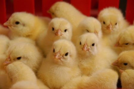 جوجه‌ریزی ۵۶ میلیون قطعه ای در آذربایجان غربی