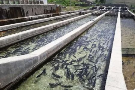 عرضه مستقیم ماهی در ۵۰ واحد آذربایجان غربی