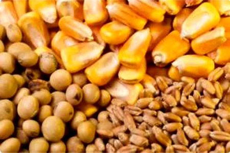 خریداری بیش از ۹ هزار تن کنجاله سویا و ذرت توسط واحدهای تولیدی آذربایجان‌غربی