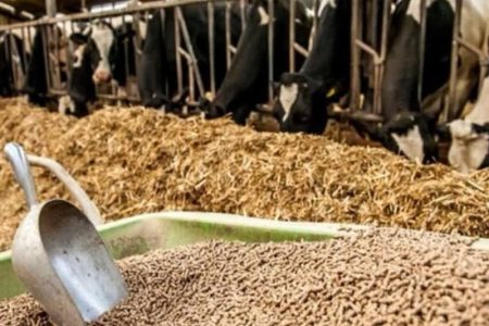 تولید بیش از ۲ هزار تن خوراک طیور برای پایداری تولید در آذربایجان‌غربی