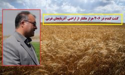 کشت گندم در ۴۰۶ هزار هکتار از اراضی آذربایجان غربی