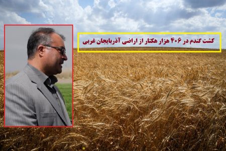 کشت گندم در ۴۰۶ هزار هکتار از اراضی آذربایجان غربی