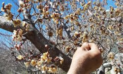 جلوگیری از خسارت ۲۱ هزار میلیارد تومانی به باغات آذربایجان غربی