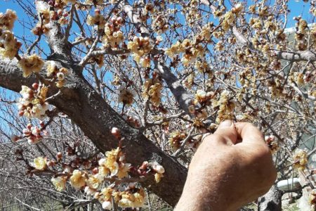 جلوگیری از خسارت ۲۱ هزار میلیارد تومانی به باغات آذربایجان غربی