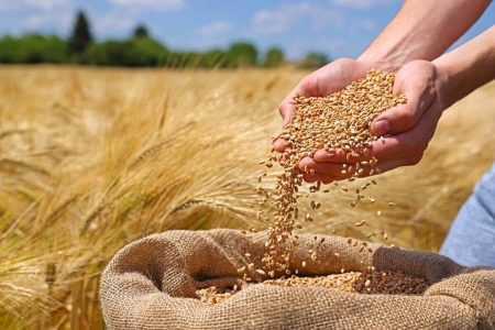 پیش بینی برداشت یک میلیون تن، غلات و دانه‌های روغنی در آذربایجان‌غربی