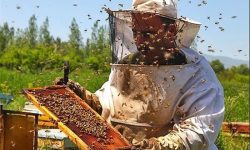 آذربایجان‌غربی؛ پیشتاز در تولید عسل، قطب اول در صنعت زنبورداری