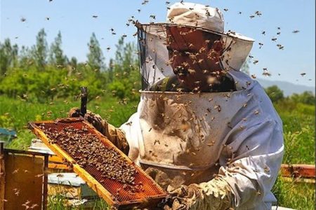 آذربایجان‌غربی؛ پیشتاز در تولید عسل، قطب اول در صنعت زنبورداری